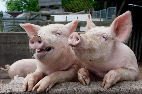 关于猪低温症和提升免疫力的方法窍门